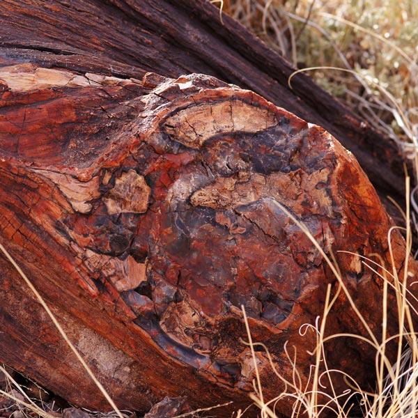 Petrified Wood Healing Qualities