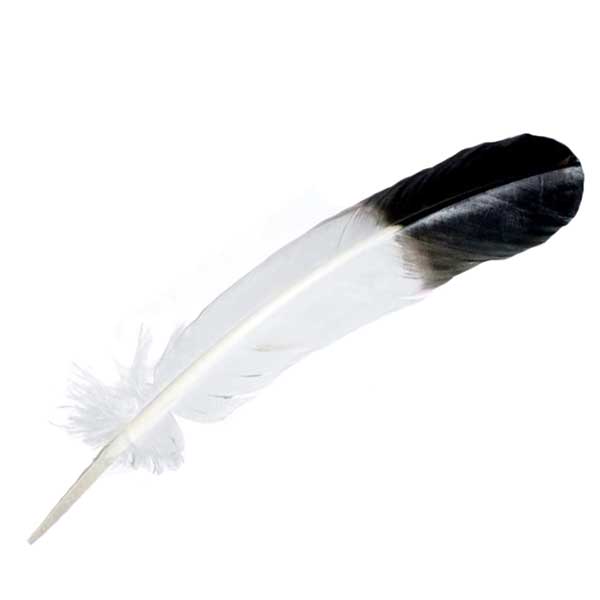Feathers for smudging ceremonies
